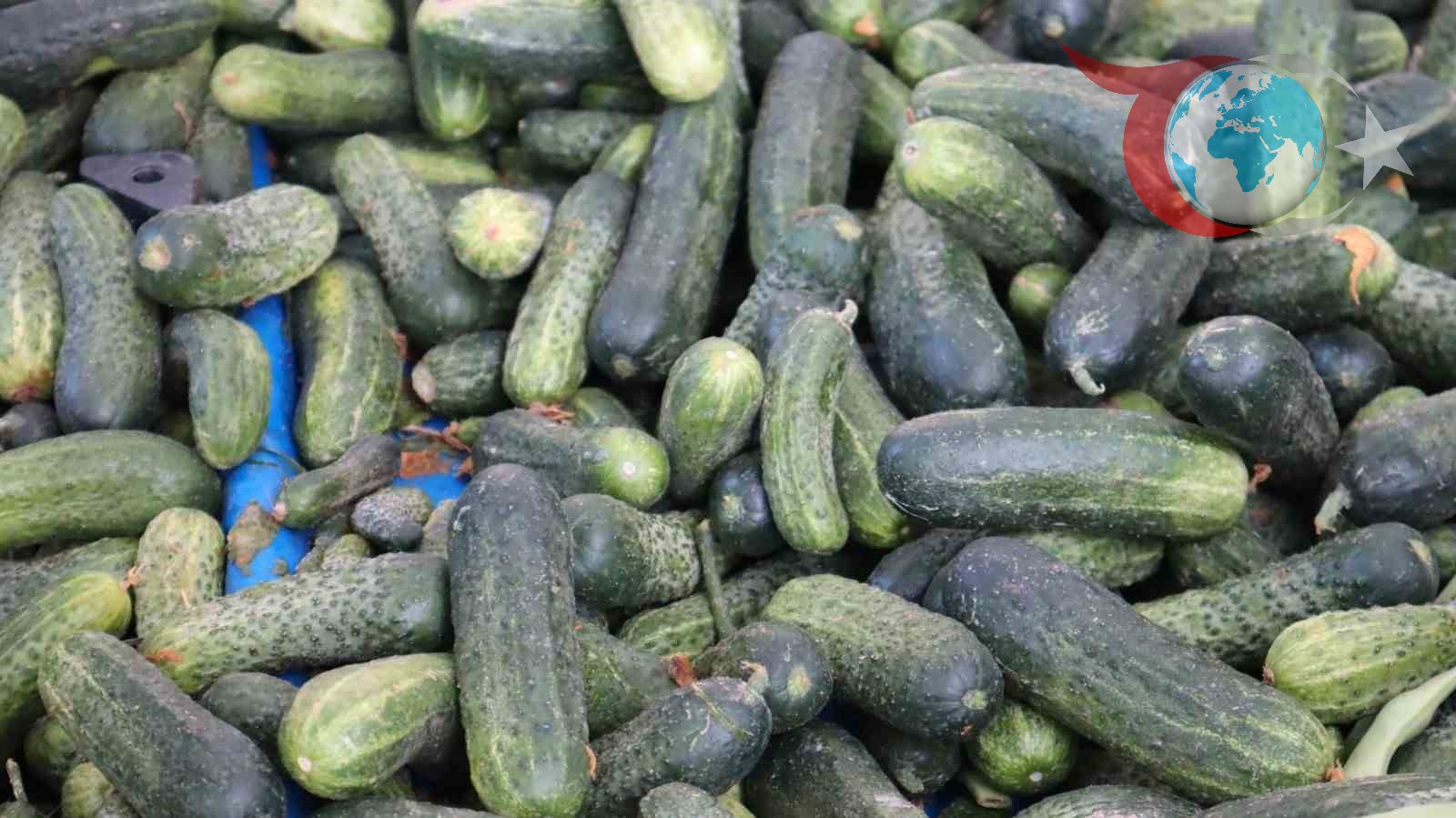 Sıcaklıkların Düşmesiyle Malatya'da Turşuluk Sebze Talebi Tavan Yaptı
