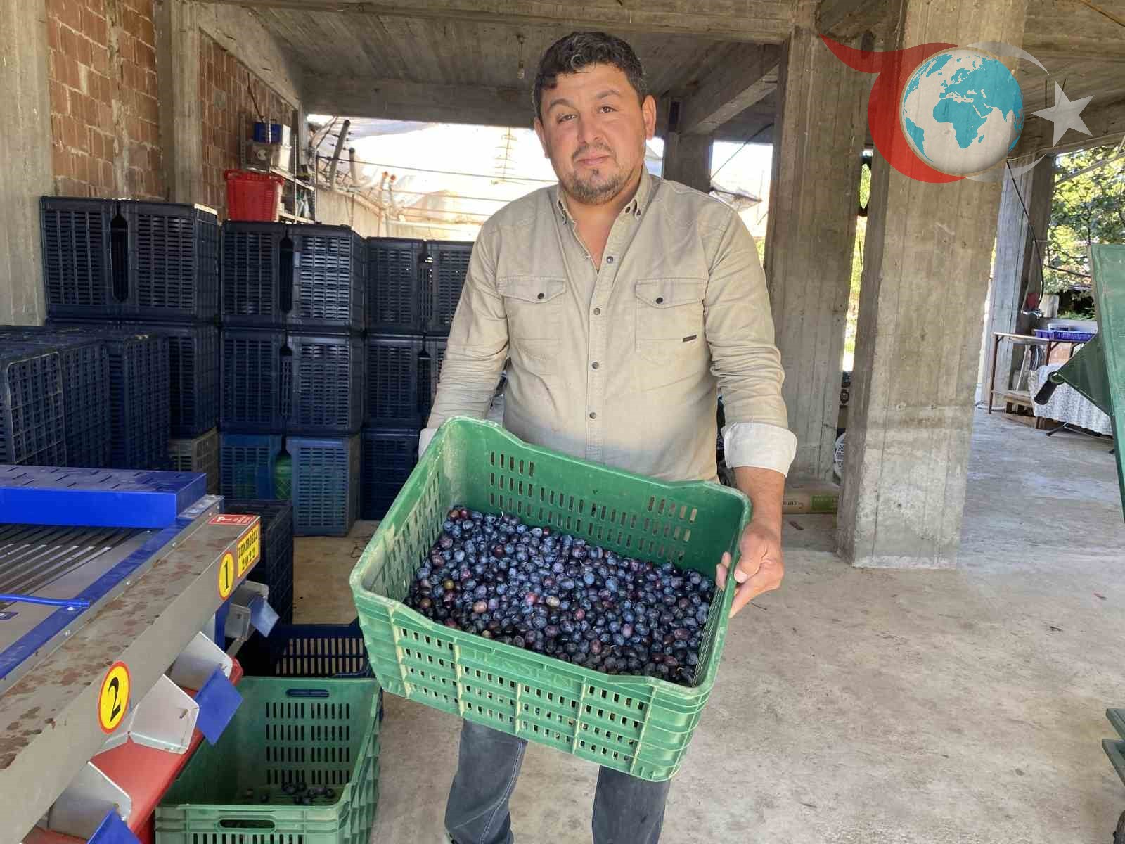 2025 Yılı Alaşehir Zeytin Hasadı: Kalite Yüksek, Fiyatlar Üreticiyi Memnun Ediyor