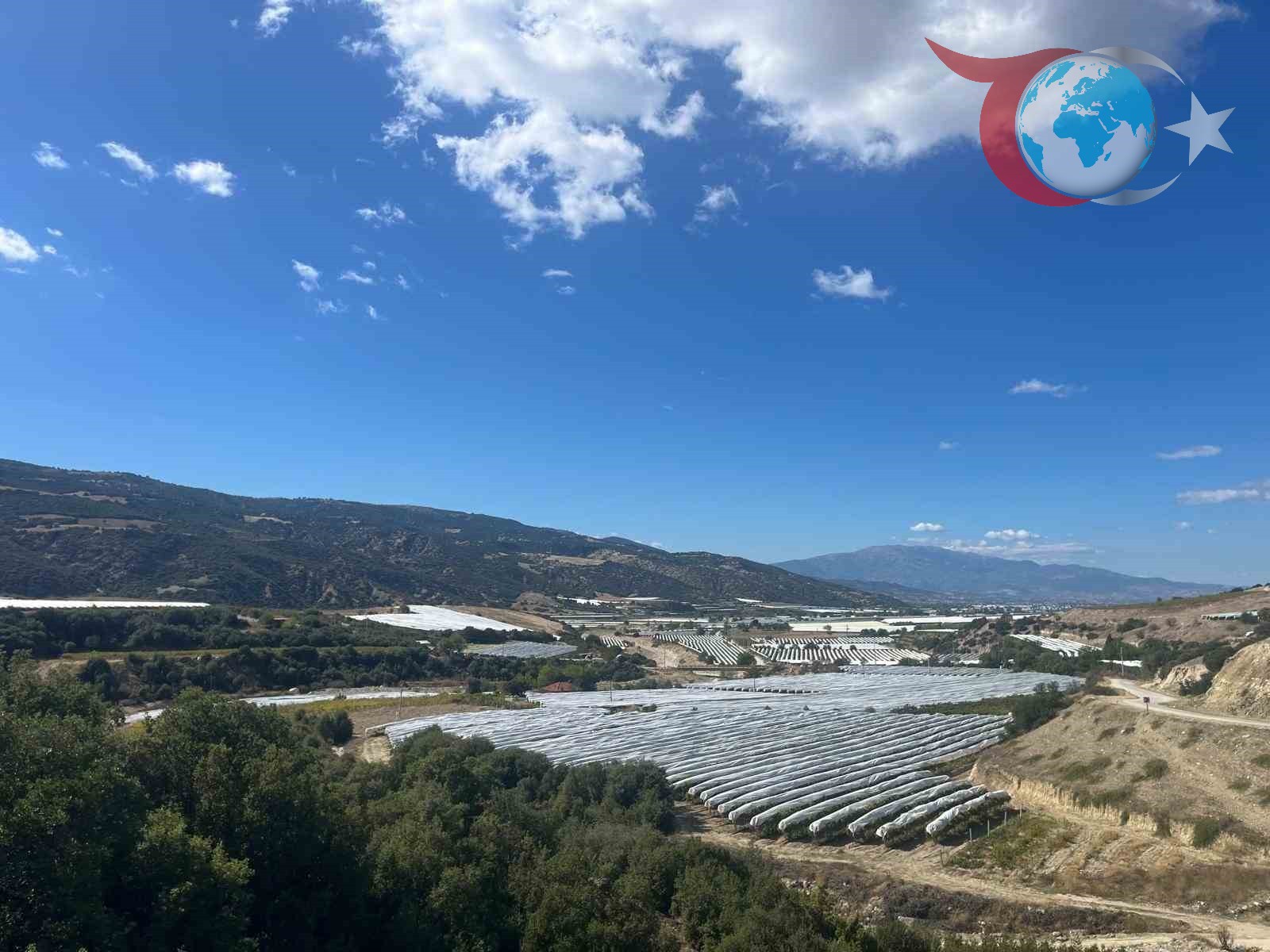Denizli'de Sultaniye Üzümleri Örtü Altında Koruma Altında