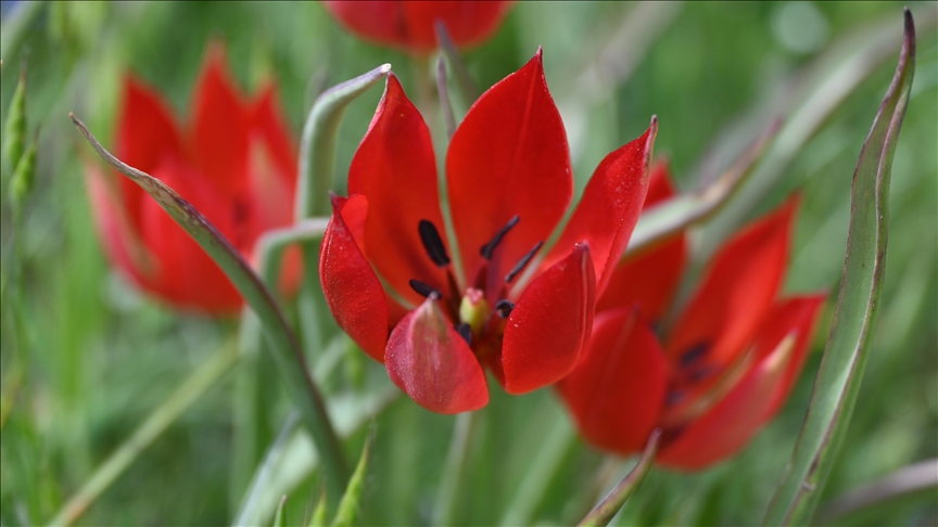 Endemik tür Manisa lalesi için genetik araştırma yapılıyor