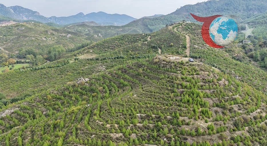 Dalaman'da Yeniden Yeşeren Ormanlar: Geleceğe Nefes Olma Hikayesi