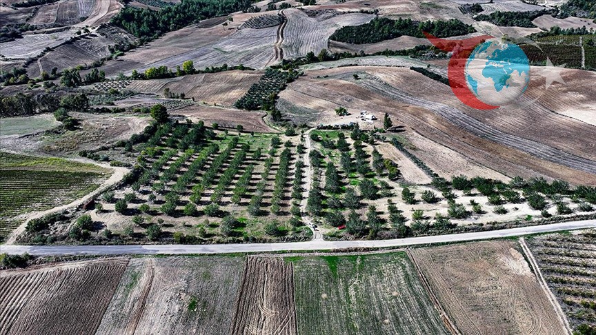 71 Yaşındaki Çiftçi, Çorak Araziyi Keçiboynuzu ile Yeşertti